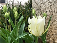 7f785e48-20190319 Tulipan.jpg